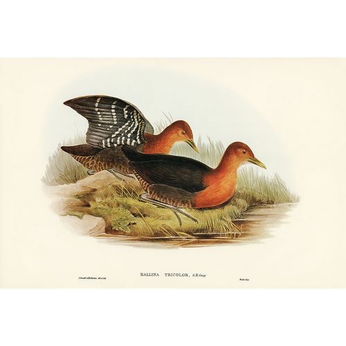 Gould, John 작가의 Red-necked Rail-Rallina tricolor 작품