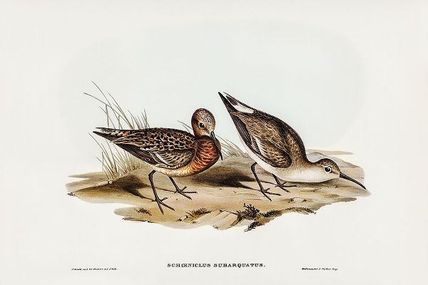 Gould, John 작가의 Curlew Sandpiper-Schoeniclus subarquatus 작품