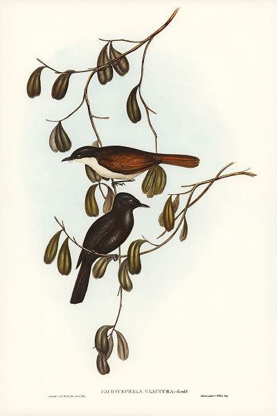 Gould, John 작가의 Grey-tailed Pachycephala-Pachycephala glaucura 작품