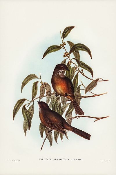Gould, John 작가의 Olivaceous Pachycephala-Pachycephala olivacea 작품