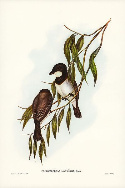 Gould, John 작가의 Shrike-like Phachycephala-Pachycephala Lanoides 작품