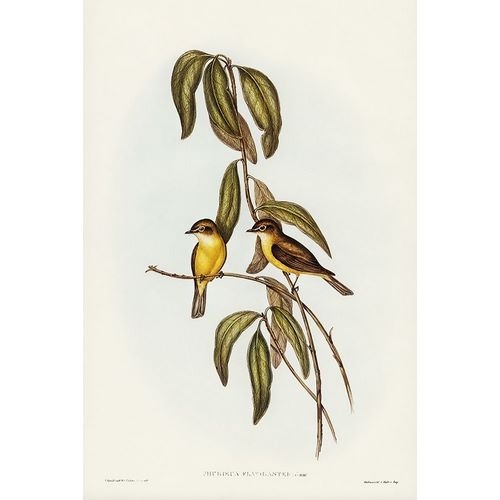 Gould, John 작가의 Yellow-bellied flycatcher-Microeca flavigaster 작품