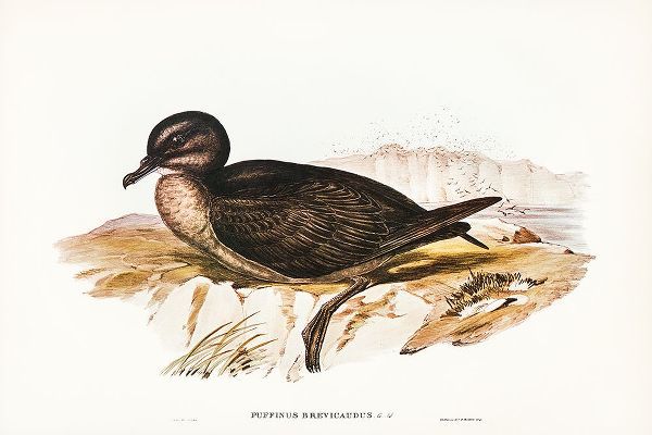 Gould, John 작가의 Short-tailed Petrel-Puffinus brevicaudus 작품