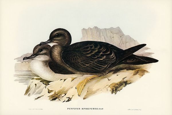 Gould, John 작가의 Wedge-tailed Petrel-Puffinus sphenurus 작품