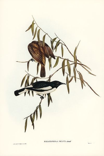 Gould, John 작가의 Pied Honey-eater-Melicophila picata 작품