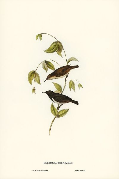 Gould, John 작가의 Black Honey-eater-Myzomela nigra 작품