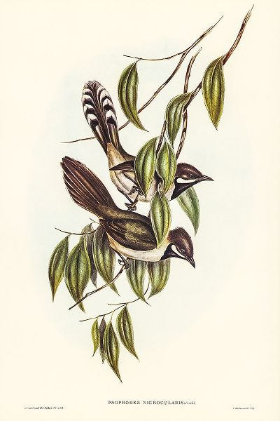 Gould, John 작가의 Black-throated Psophodes-Psophodes nigrogularis 작품