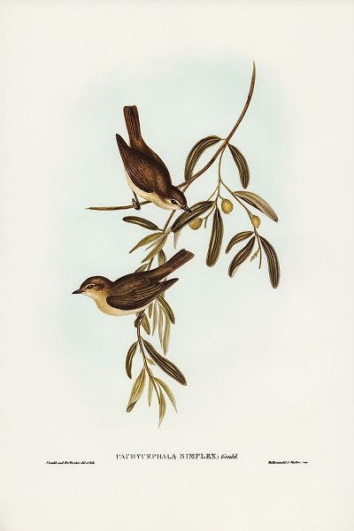 Gould, John 작가의 Plain-coloured Pachycephala-Pachycephala simplex 작품