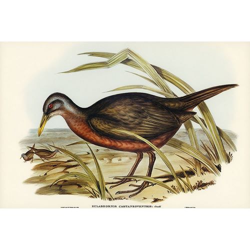 Gould, John 작가의 Chestnut-bellied Rail-Eulabeornis castaneoventris 작품