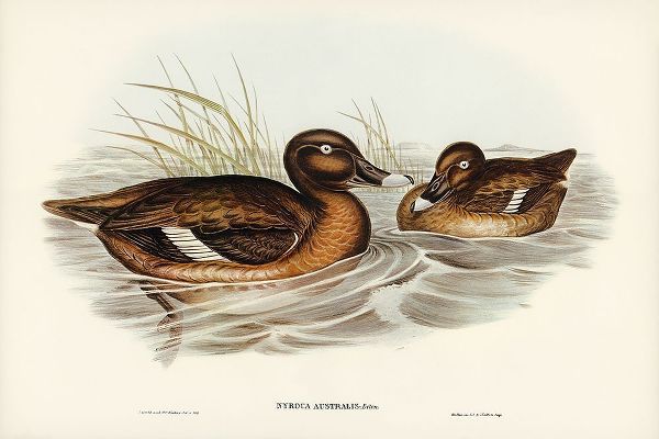Gould, John 작가의 White-eyed Duck-Nyroca Australis 작품