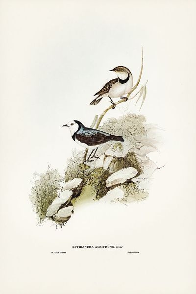 Gould, John 작가의 White-fronted chat-Ephthianura albifrons 작품