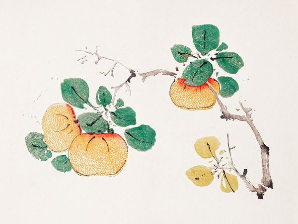 Zhengyan, Hu 작가의 Page from Shi Zhu Zhai Orange Fruit 작품