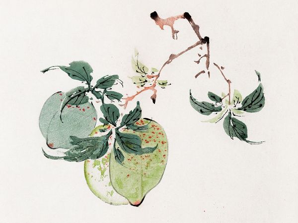 Zhengyan, Hu 작가의 Page from Shi Zhu Zhai Green Fruit 작품