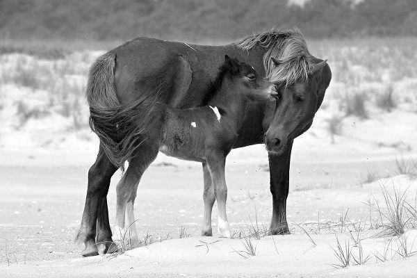 The Yellowstone Collection 작가의 Mother and Foal 작품