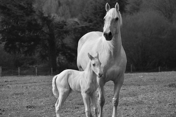 The Yellowstone Collection 작가의 Palomino Horse and Colt 작품