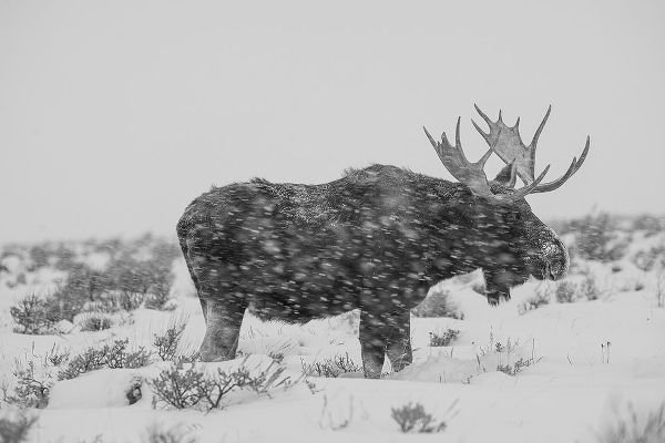 The Yellowstone Collection 작가의 Snowy Elk 작품