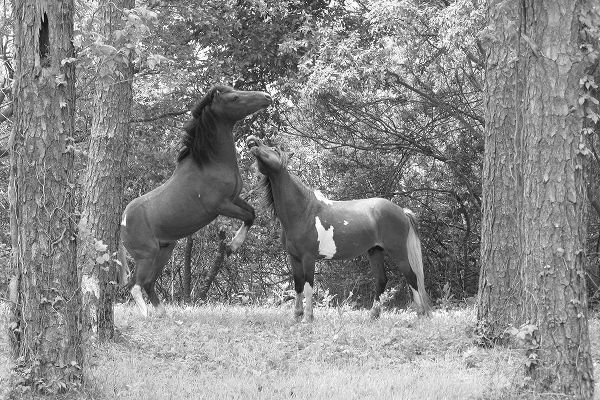 The Yellowstone Collection 작가의 Wild Horses in the Forest 작품
