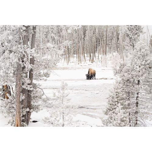Frank, Jacob W. 작가의 Bison in Norris Geyser Basin, Yellowstone National Park 작품