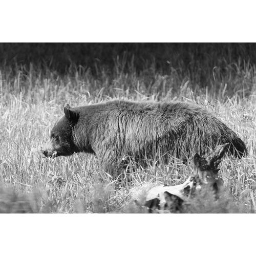 Frank, Jacob W. 작가의 Black Bear in Yellowstone National Park 작품
