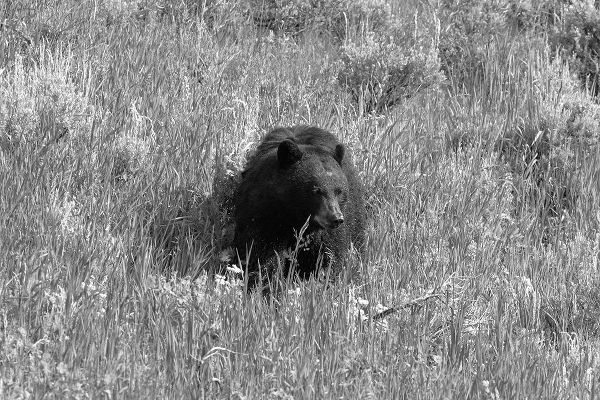 The Yellowstone Collection 작가의 Black Bear in Lamar Valley, Yellowstone National Park 작품