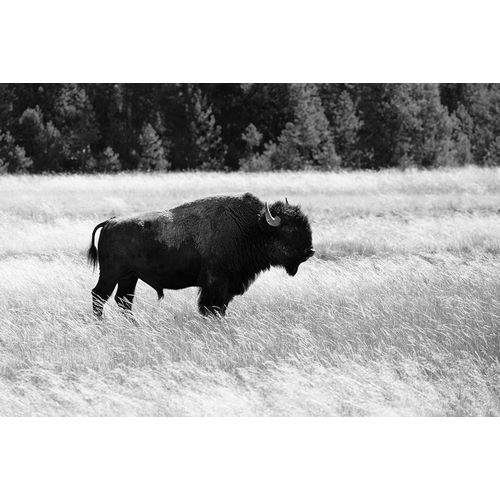 Frank, Jacob W. 작가의 Bull Bison in Lower Geyser Basin, Yellowstone National Park 작품
