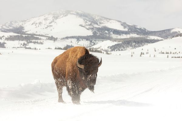The Yellowstone Collection 작가의 Bull Bison near Swan Lake, Yellowstone National Park 작품