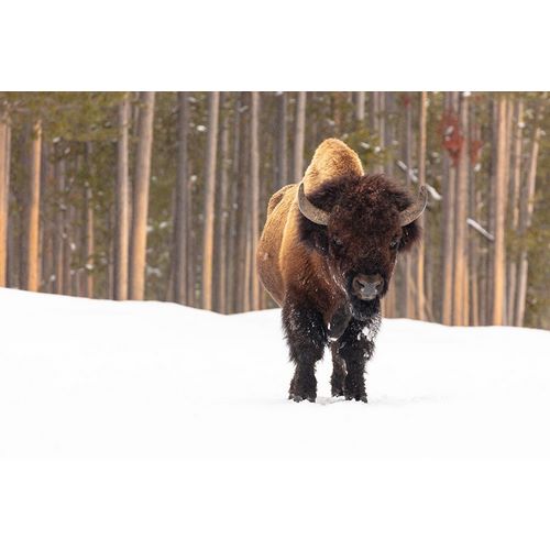 Frank, Jacob W. 작가의 Bull Bison near Madison Junction, Yellowstone National Park 작품