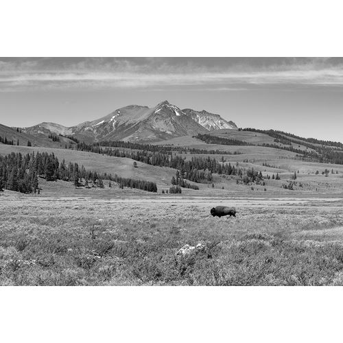 Frank, Jacob W. 작가의 Bull Bison at Swan Lake, Yellowstone National Park 작품