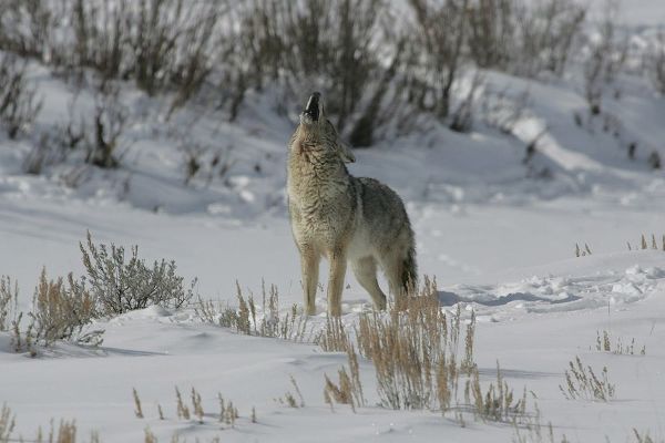 The Yellowstone Collection 작가의 Coyote Howling in Lamar Valley, Yellowstone National Park 작품