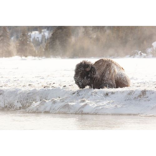 Frank, Jacob W. 작가의 Bison at the Madison River, Yellowstone National Park 작품