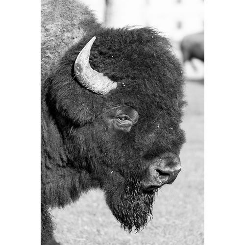 Frank, Jacob W. 작가의 Bull Bison in Mammoth Hot Springs, Yellowstone National Park 작품