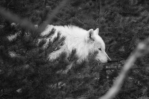 Herbert, Neal 작가의 Female wolf of the Canyon pack, Yellowstone National Park 작품