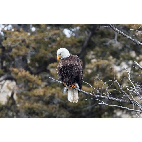 Frank, Jacob W. 작가의 Bald Eagle near Gardner Canyon, Yellowstone National Park 작품