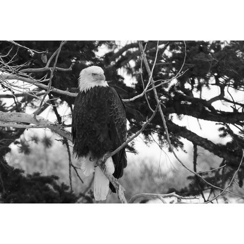 Peaco, Jim 작가의 Bald Eagle above the Gardner River, Yellowstone National Park 작품