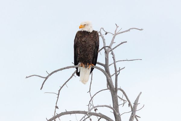 The Yellowstone Collection 작가의 Bald Eagle near the Yellowstone River, Yellowstone National Park 작품