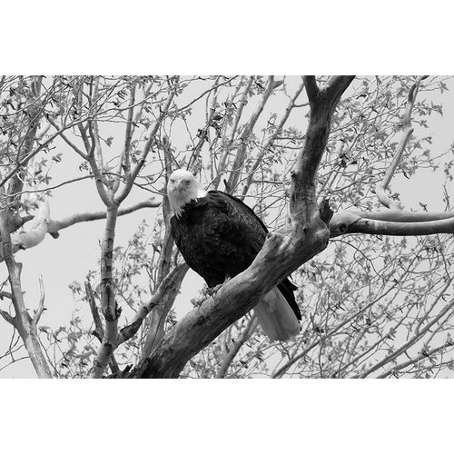 Frank, Jacob W. 작가의 Bald Eagle perched near the Yellowstone River, Yellowstone National Park 작품