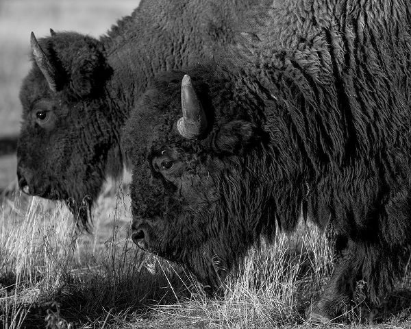The Yellowstone Collection 작가의 Bison 작품