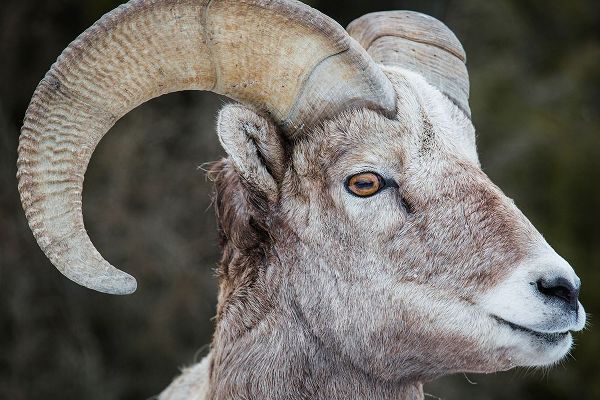 The Yellowstone Collection 작가의 Bighorn Ram, Lamar Valley, Yellowstone National Park 작품