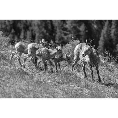 Frank, Jacob W. 작가의 Bighorn Sheep, Yellowstone National Park 작품