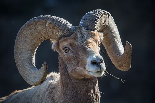 The Yellowstone Collection 작가의 Bighorn sheep, Lamar Valley, Yellowstone National Park 작품