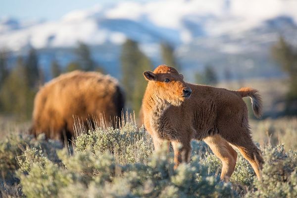 The Yellowstone Collection 작가의 Bison Calf, Blacktail Deer Plateau, Yellowstone National Park 작품