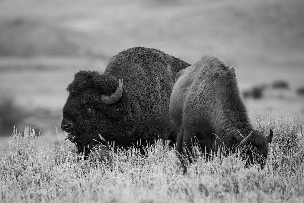 Herbert, Neal 작가의 Bison Bull and Cow, Yellowstone National Park 작품