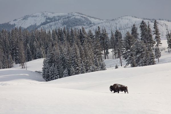 The Yellowstone Collection 작가의 Bison Bull, Blacktail Deer Plateau, Yellowstone National Park 작품