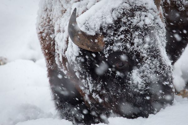 Herbert, Neal 작가의 Bison in a snow storm Lamar Valley, Yellowstone National Park 작품
