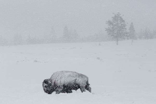 The Yellowstone Collection 작가의 Bison on Swan Lake Flat, Yellowstone National Park 작품