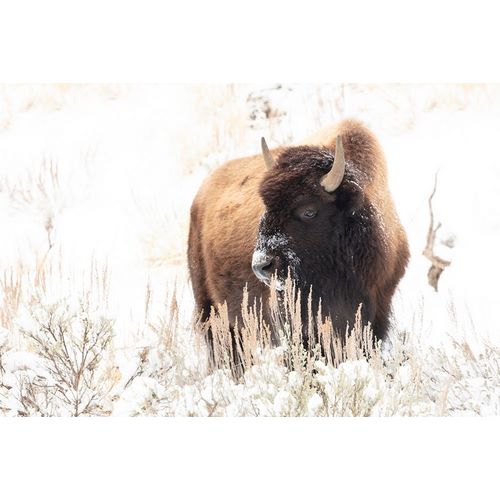 Frank, Jacob W. 작가의 Bison feeding in the snow, Yellowstone National Park 작품