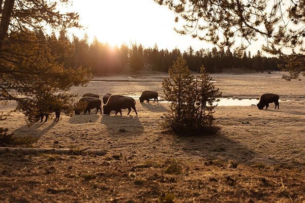 The Yellowstone Collection 작가의 Bison graze near Norris Junction, Yellowstone National Park 작품