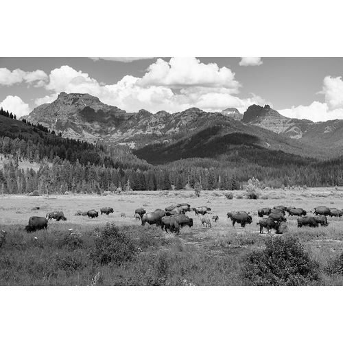 Frank, Jacob W. 작가의 Bison grazing in Round Prairie, Yellowstone National Park 작품