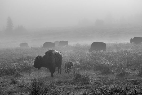 The Yellowstone Collection 작가의 Bison in the fog, Swan Lake Flat, Yellowstone National Park 작품