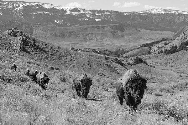 The Yellowstone Collection 작가의 Bison at Gardiner Basin, Yellowstone National Park 작품